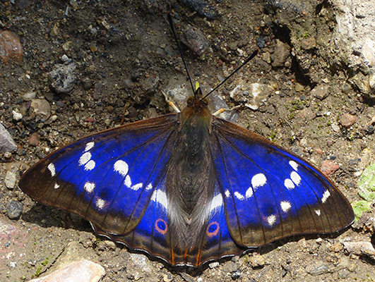 Purple emperor